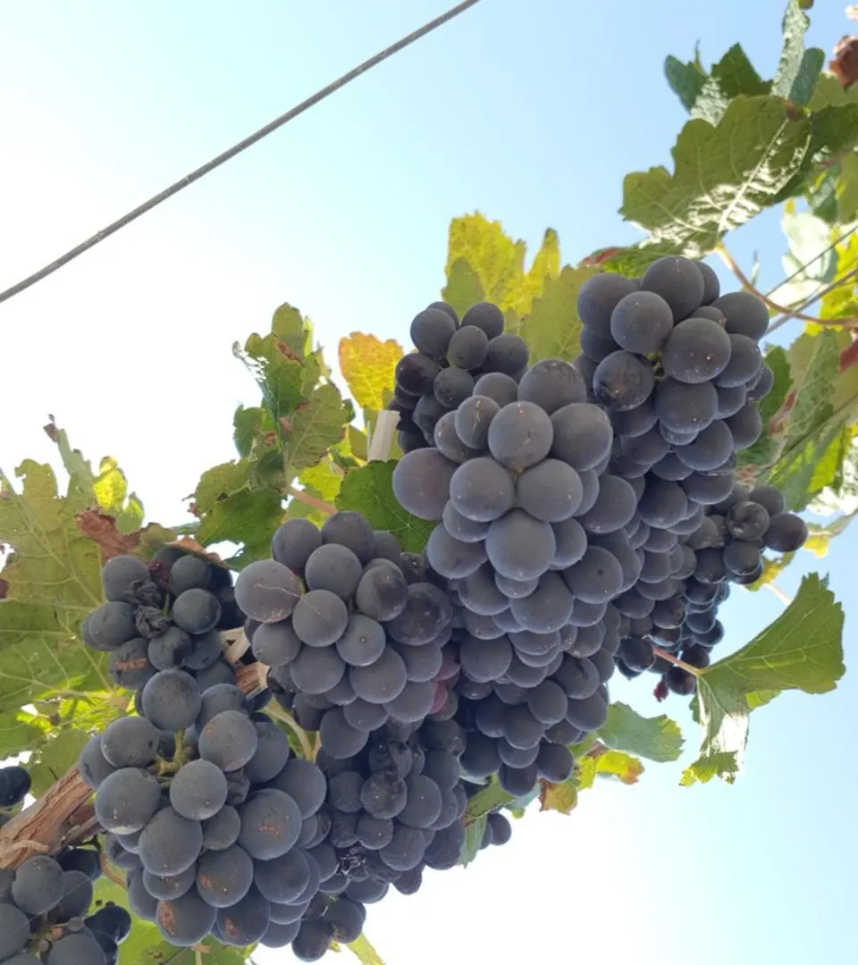 Borgo Giallonardo Wine Relais Resort Realmonte